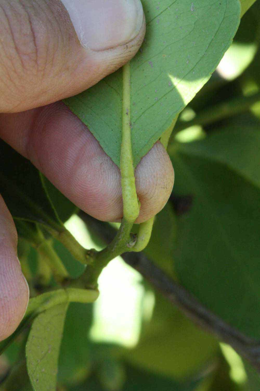              Petiole (Riverside, CA)       